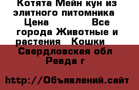 Котята Мейн-кун из элитного питомника › Цена ­ 20 000 - Все города Животные и растения » Кошки   . Свердловская обл.,Ревда г.